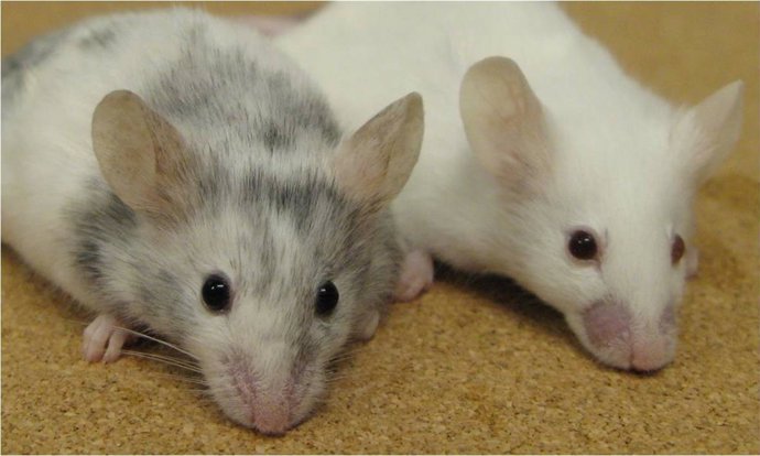 Archivo - Arxiu - Ratolins 