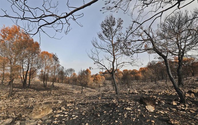 Archivo - La Diputación subraya que aumenta hasta seis millones la inversión para prevenir incendios forestales