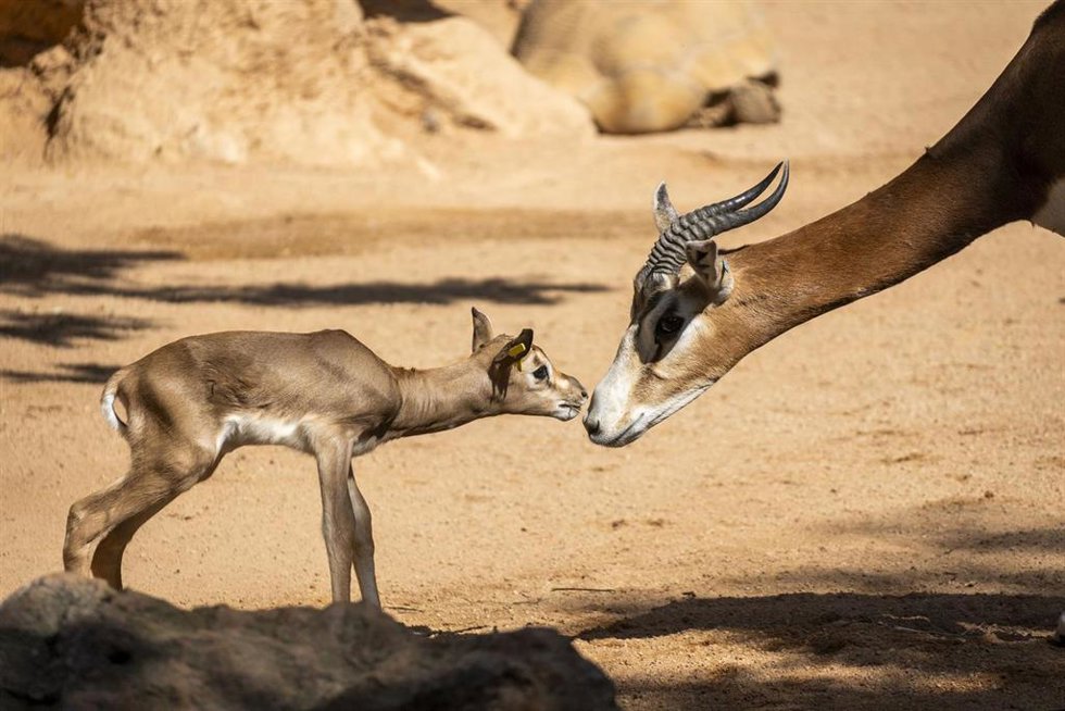Bioparc València acoge el nacimiento de una nueva cría de gacela Mhorr