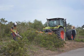 Operarios realizando tareas de desbroce en la Base Naval de Rota, en la provincia de Cádiz