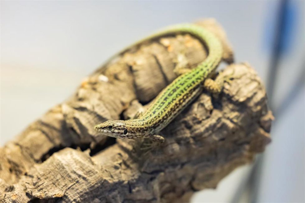 Lagartija pitiusa