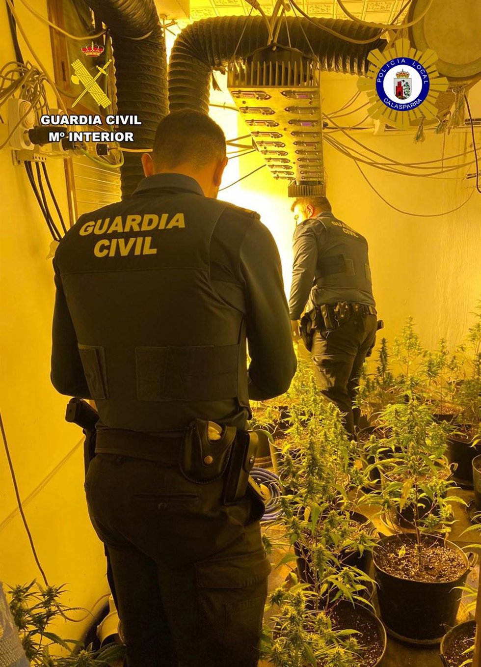 Invernadero de marihuana en una vivienda del casco antiguo de Calasparra