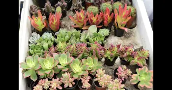 Entre el 7% y el 16% de las especies de plantas analizadas en un nuevo estudio podría extinguirse en 2100