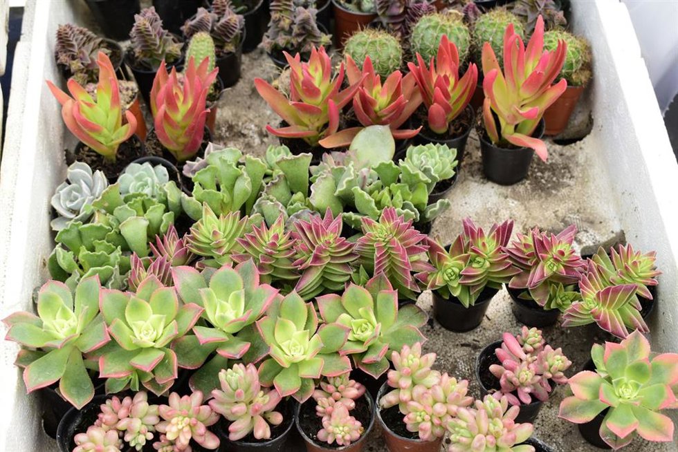 Archivo - Ornamental plants can be seen during the opening of the First Spring and Ornamental Flower Festival 2026 at the Monument to the Revolution.on March 20, 2026 in Mexico City, Mexico.,Image: 1084869790, License: Rights-managed, Restrictions: , Mode