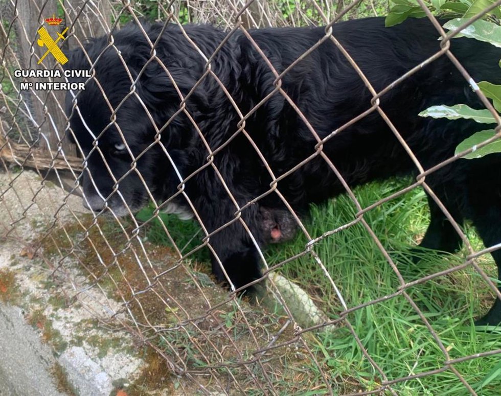 Perro localizado en la parcela de Carraque (Toledo).