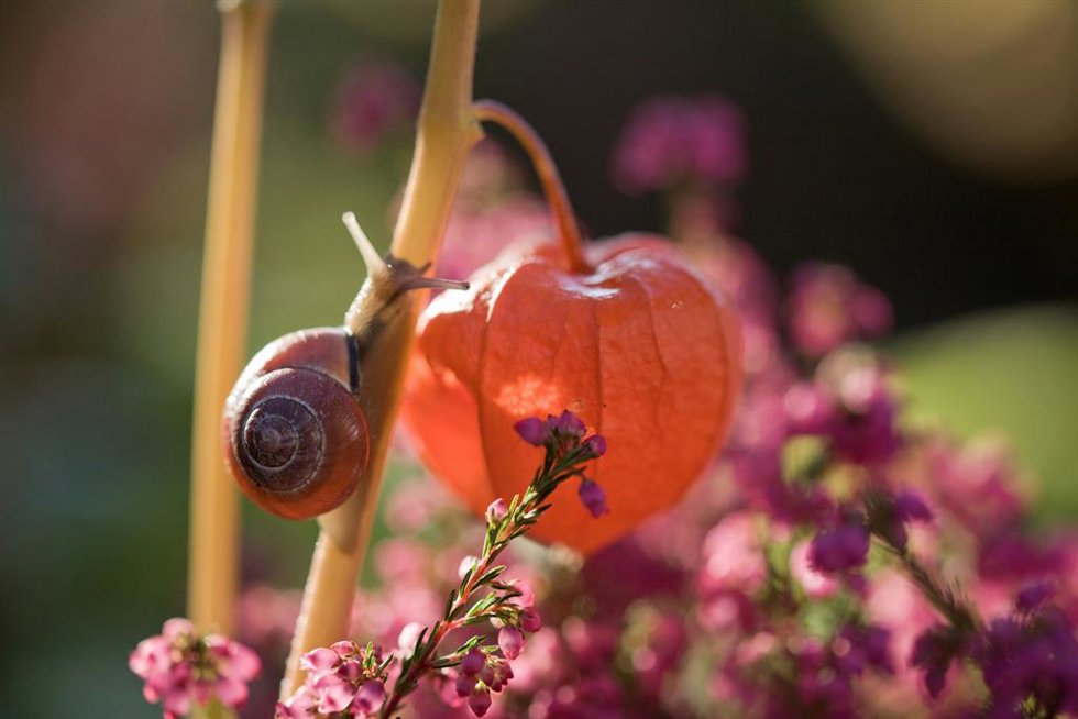 ¿Tienes Caracoles En Tu Jardín? Cómo Eliminarlos Sin Dañar Tus Plantas