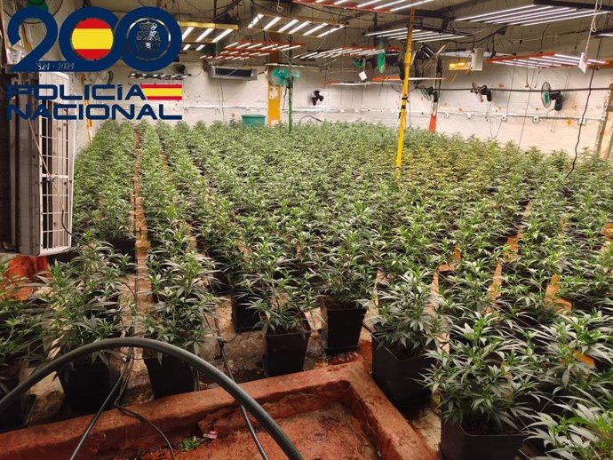 Plantación 'indoor' de marihuana desmantelada.