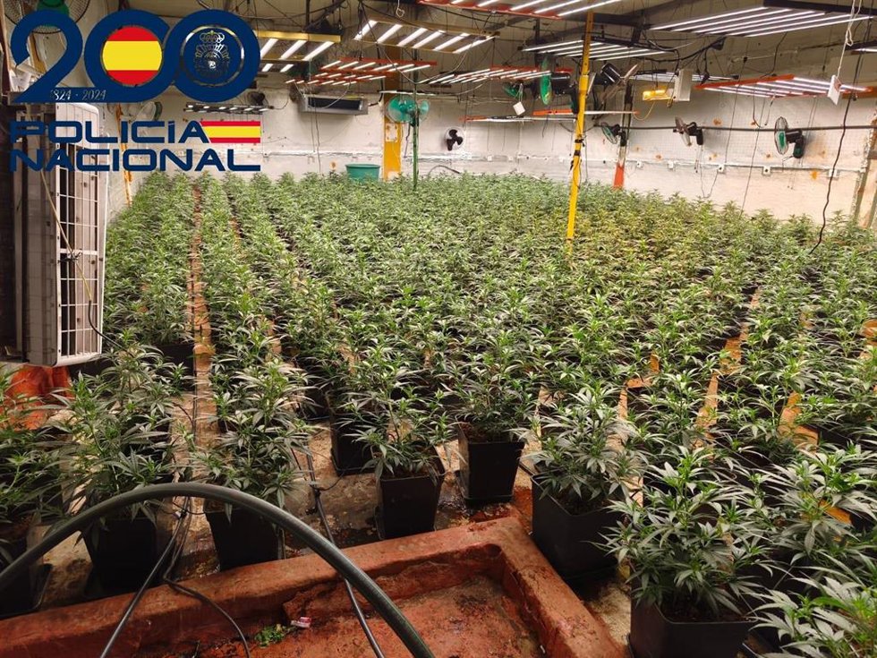 Plantación 'indoor' de marihuana desmantelada.