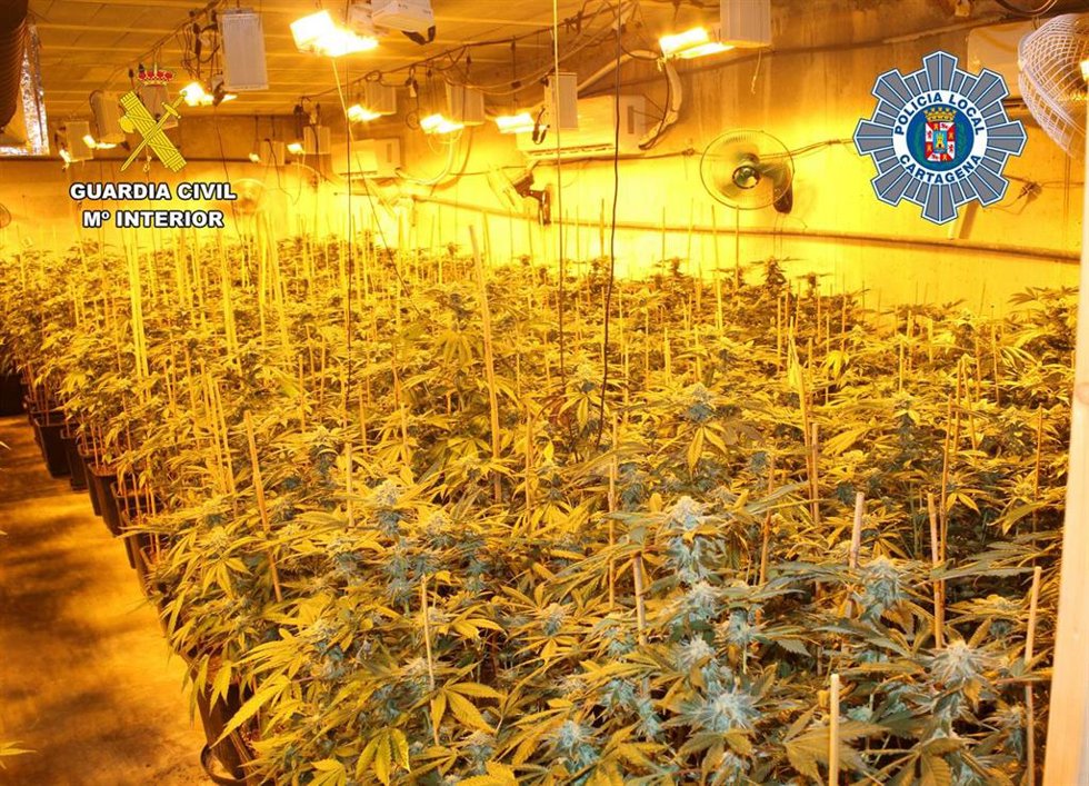 Plantas de cannabis sativa intervenidas en la operación 'Lembe'