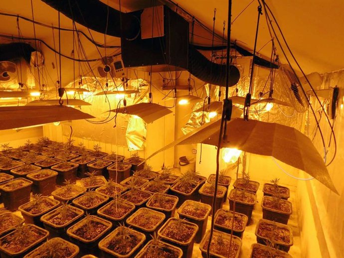 Plantació de marihuana desmantellada a Cabrils