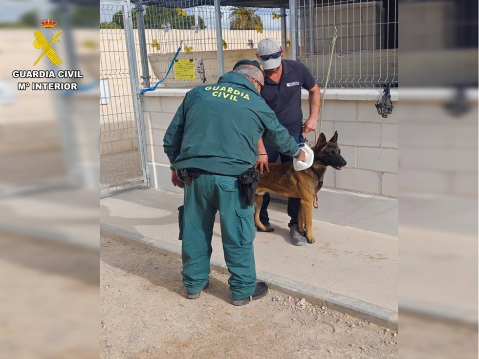 Investigado un hombre por maltrato animal tras hallar a su perro con un collar de castigo incrustado