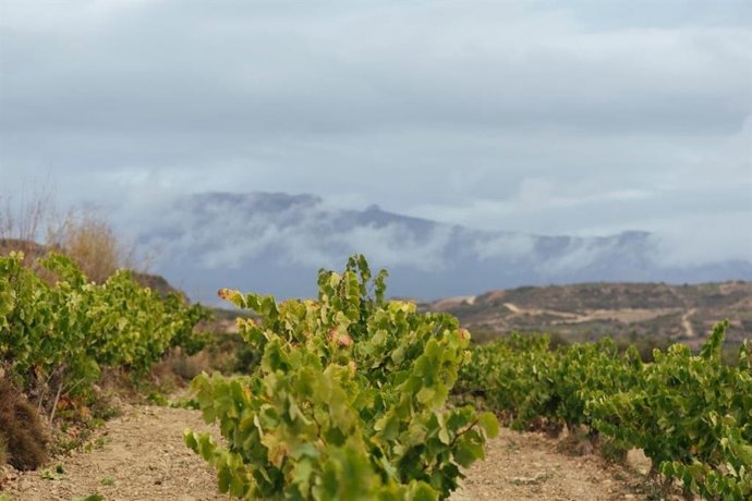 Archivo - Rioja aplica medidas adicionales de control para esta vendimia ante la situación excepcional del viñedo