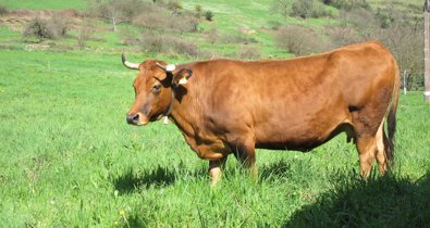Asturias Rural