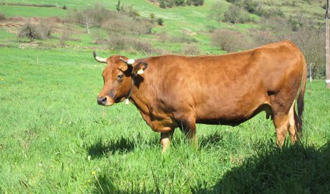 Asturias Rural