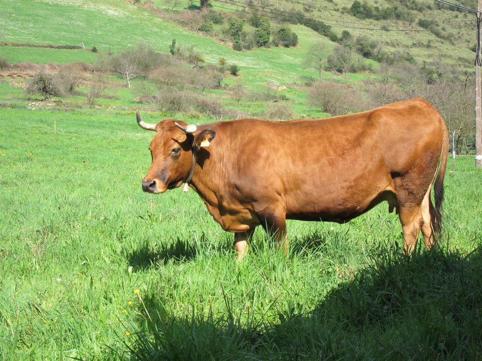 Archivo - Vaca