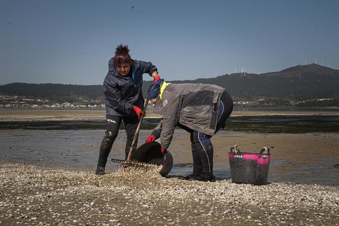 Archivo - Marisacadores recogen el marisco muerto en la playa del Testal, a 4 de marzo de 2026, en Noia, La Coruña, Galicia (España). 