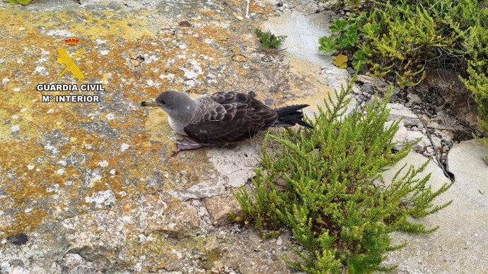 Rescate in extremis en Cabrera de una de las aves más amenazadas de Europa.