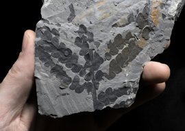 Foto: PALAEOBOTANY RESEARCH GROUP MÜNSTER/P. BLOMENKEMPE