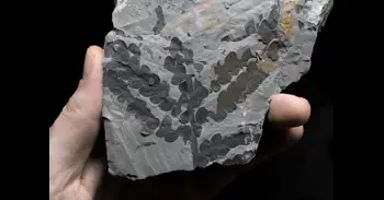 Las plantas sobrevivieron al asteroide que acabó con los dinosaurios duplicando sus genomas