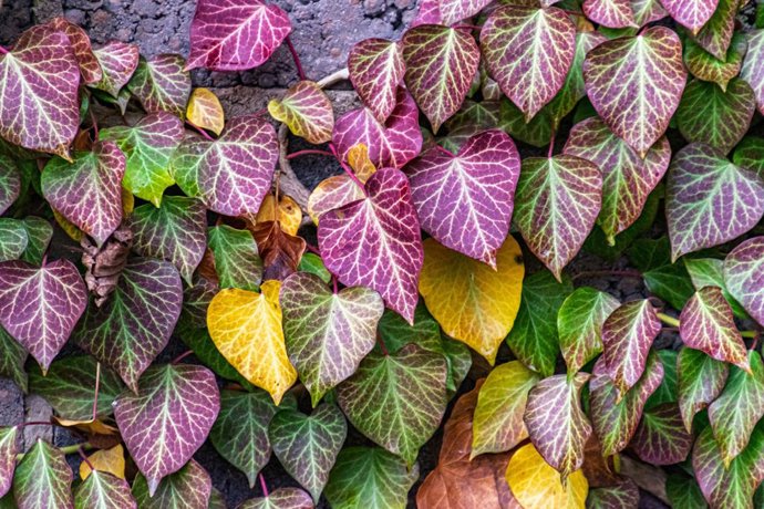 ¿Retirar O Dejar Secar? Qué Significa Que Las Hojas De Tu Planta Se Vuelvan Amarillas Y Qué Debes Hacer