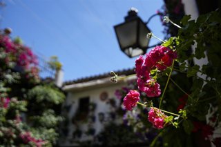 Archivo - Imagen de uno de los espacios que concursa en la Fiesta de los Patios de Córdoba.