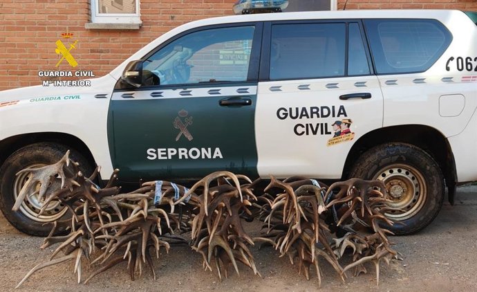 Los cuernos de ciervo y gamo incautados por la Guardia Civil a dos personas en las comarcas de Sayago y Benavente (Zamora)