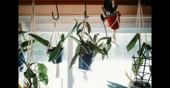 Plantas colgantes que no puedes matar: cuáles elegir y cómo cuidarlas