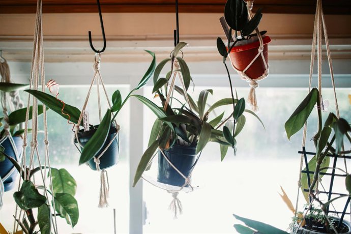 Plantas colgantes que no puedes matar: cuáles elegir y cómo cuidarlas