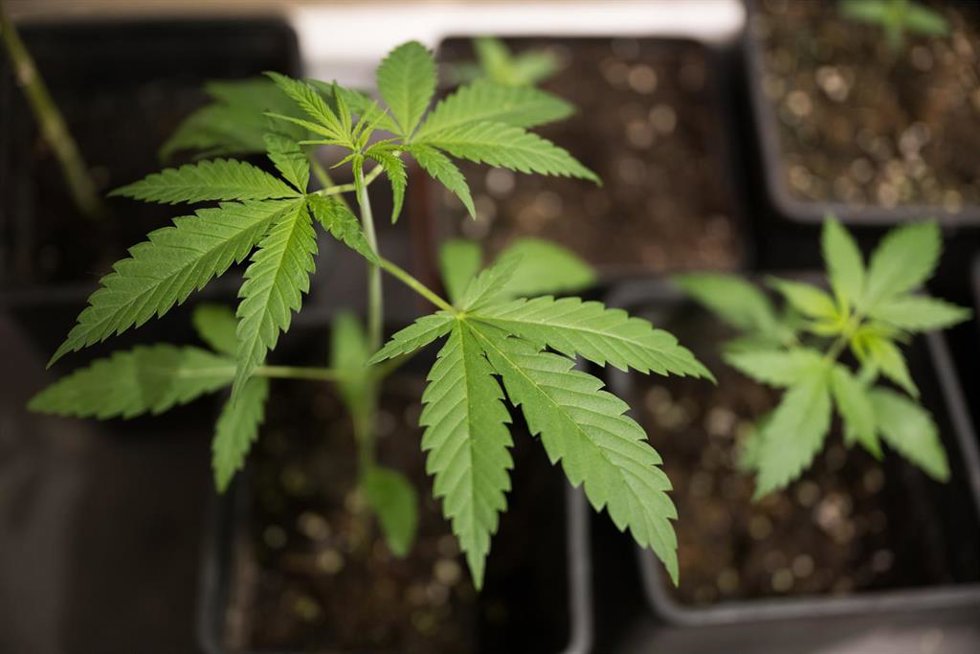 Archivo - FILED - 20 February 2024, Berlin: Industrial hemp plants of the Futura 75 variety are kept in a specially secured room at the Hemp Museum. Poll: 7\% of German adults have purchased cannabis cultivation pills. Photo: Sebastian Gollnow/dpa