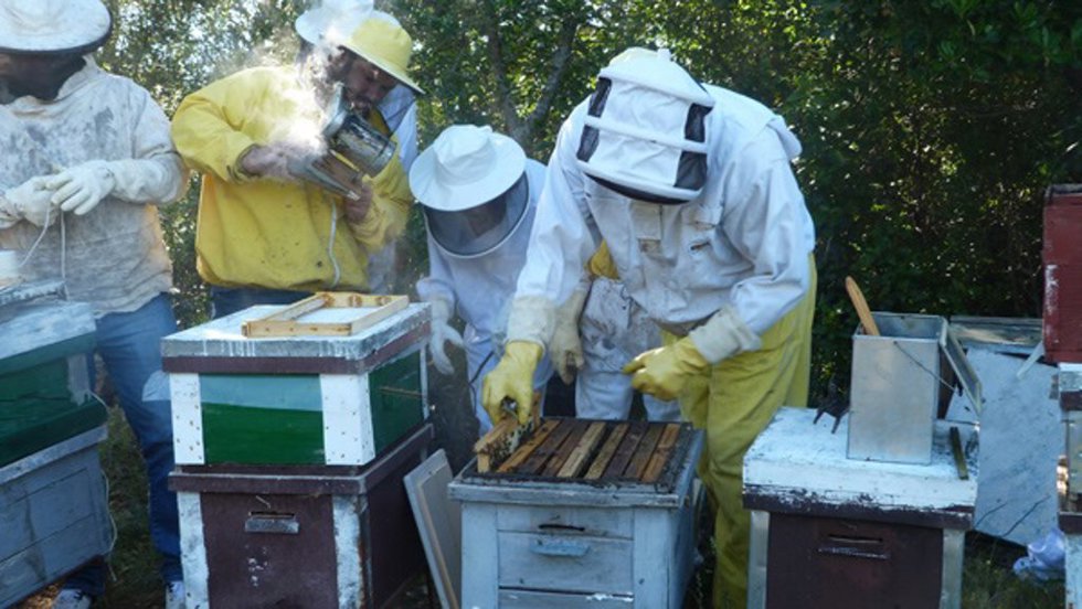 Archivo - Apicultoras en una explotación de abejas en Extremadura.