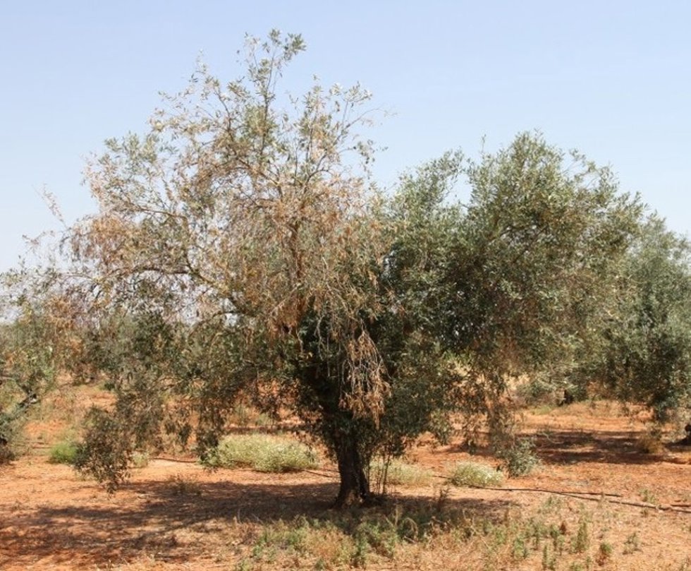 Olivo con verticilosis