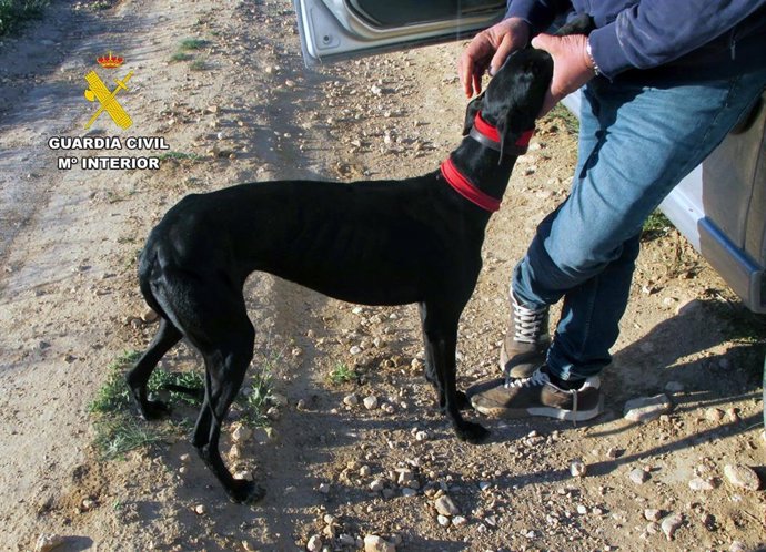 Uno de los galgos usados por el investigado para practicar la caza de liebres
