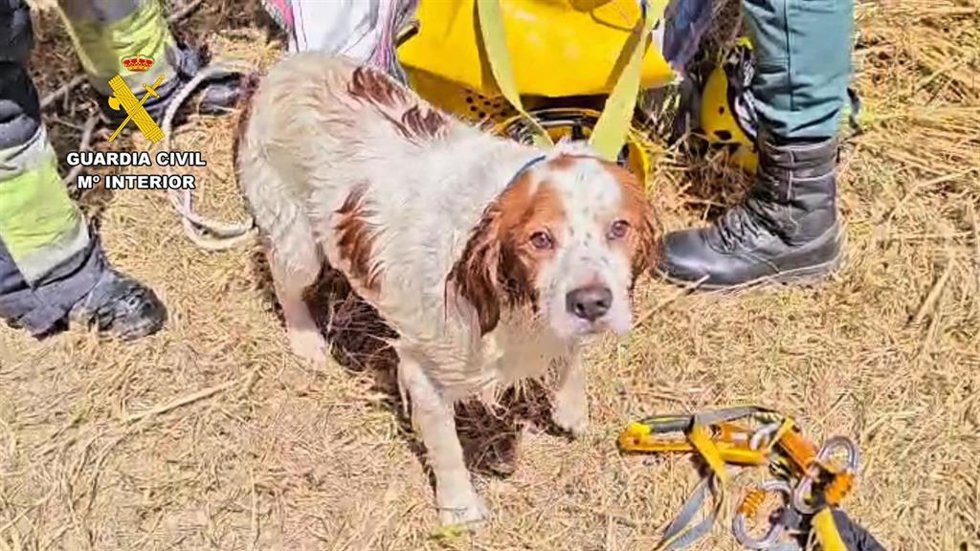 El perro rescatado tras caer a un pozo de seis metros en Mallorca.