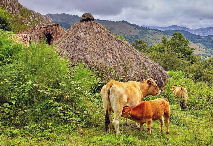 Archivo - Vacas