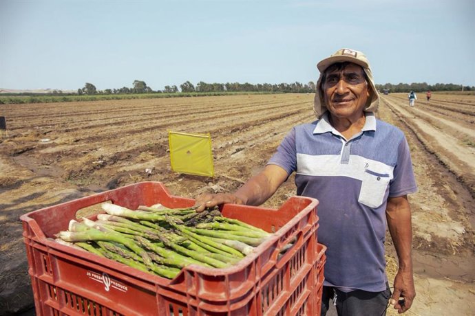 Perú.- Sector agropecuario continúa dinámico en el Perú y crece 1.5% en primer trimestre de 2026