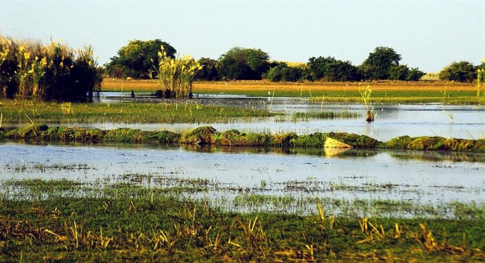 Archivo - Una vista de los pantanos de Bangweulu, Zambia, en la isla Shoebill en la estación seca