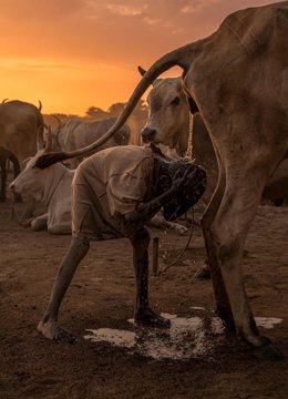Fotografía de Míchel Pedrero, donde un niño Mundari de Sudán del Sur se higieniza con orina de vaca
