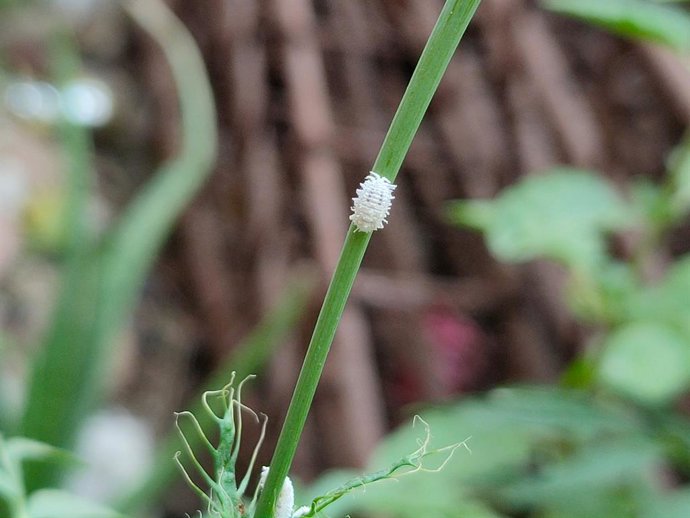 ¿Tienes Gusanos Blancos En Tus Plantas? Cómo Eliminarlos De Forma Natural De Los Jardines