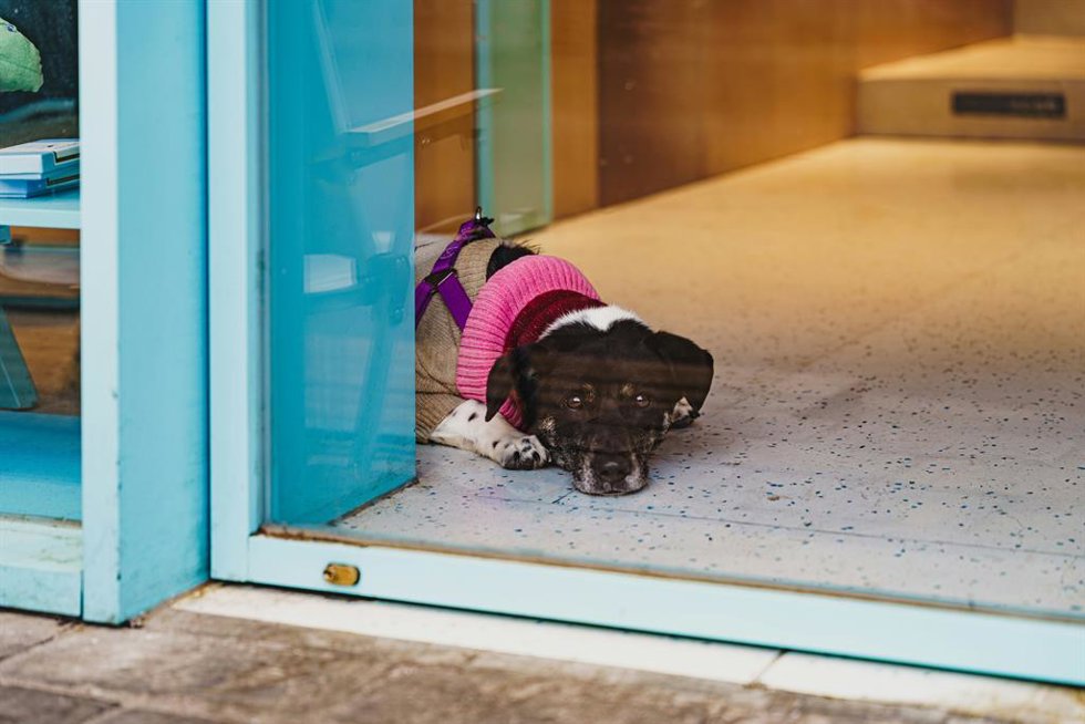 No siempre es felicidad: qué significa la reacción de tu perro al volver a casa