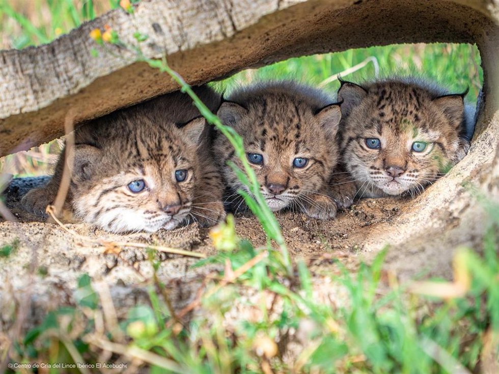 La temporada de cría del lince ibérico en 2026 finaliza con 31 nuevos cachorros en doce camadas en dos centros ex situ.