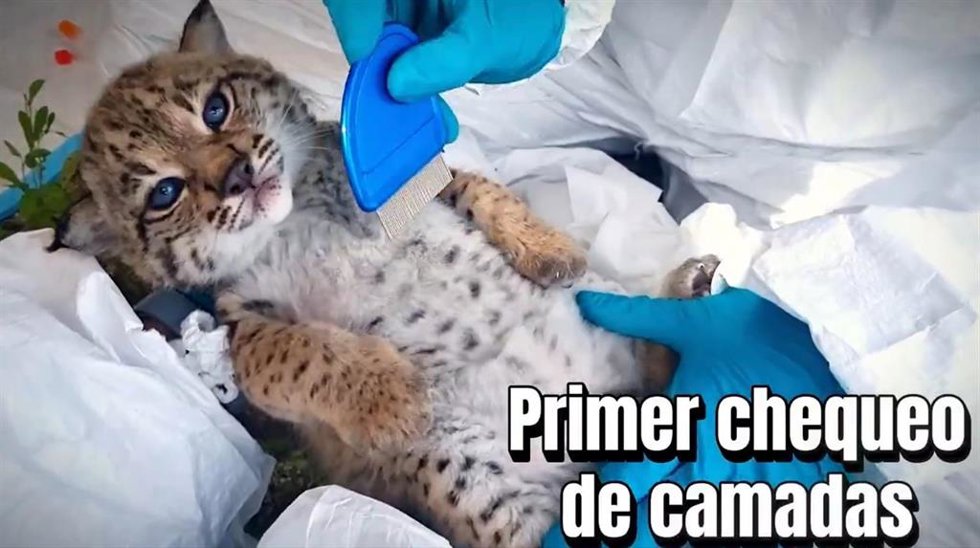 Captura de pantalla del vídeo del primer chequeo a las crías de la lince Umbrela, del centro de El Acebuche.