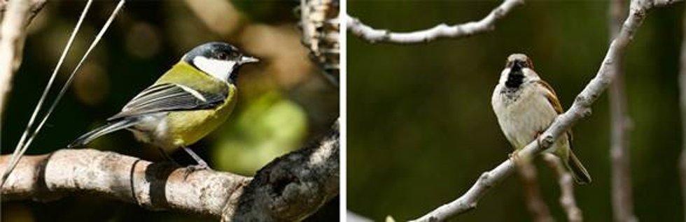 De izquierda a derecha: Carbonero común, Parus major, y Gorrión Común, Passer domesticus, dos de las nueve especies estudiadas.
