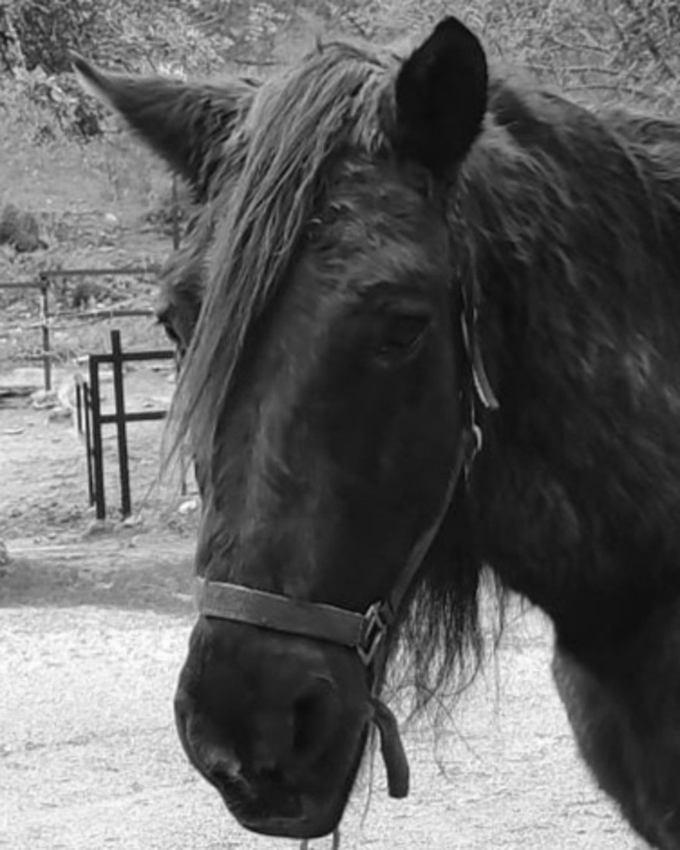 Muere Roig, un caballo de la Policía Local de Palma con dos décadas de servicio.