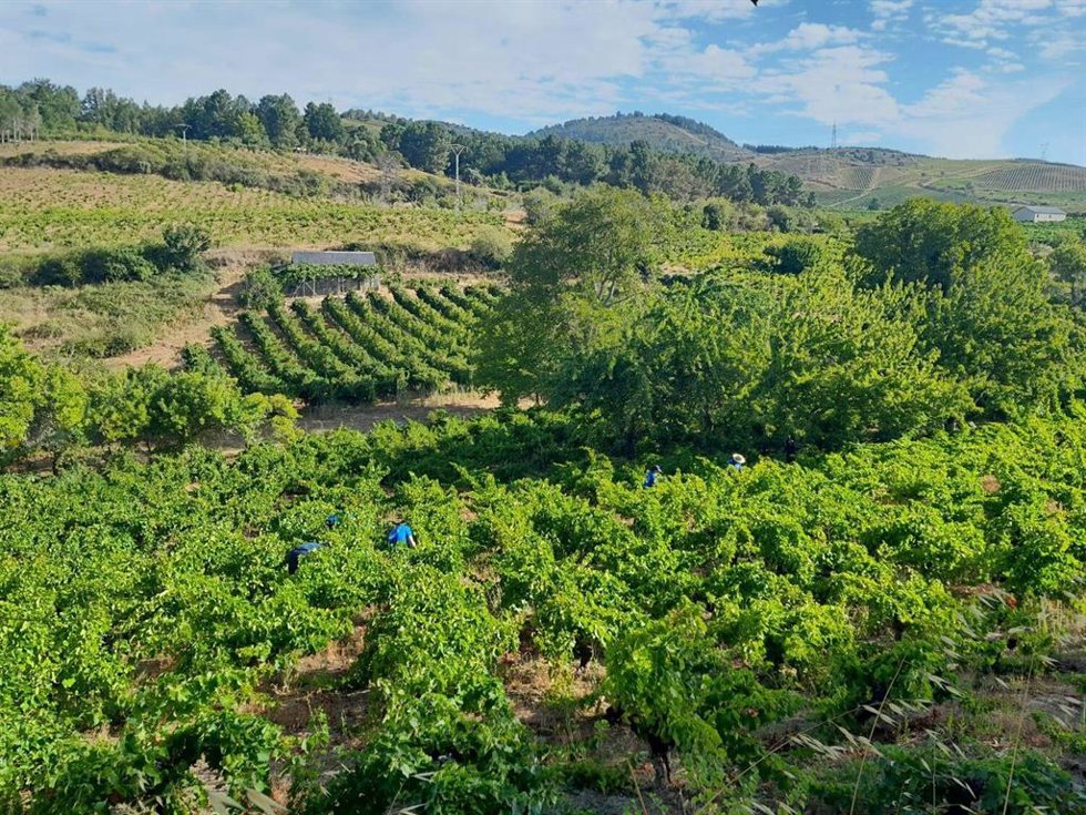 Viñedos de El Bierzo.