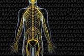Foto: Descubren una 'regla' dentro del núcleo que ayuda a explicar la ataxia de Friedreich