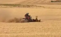 Vaquilla atropellada por un quad