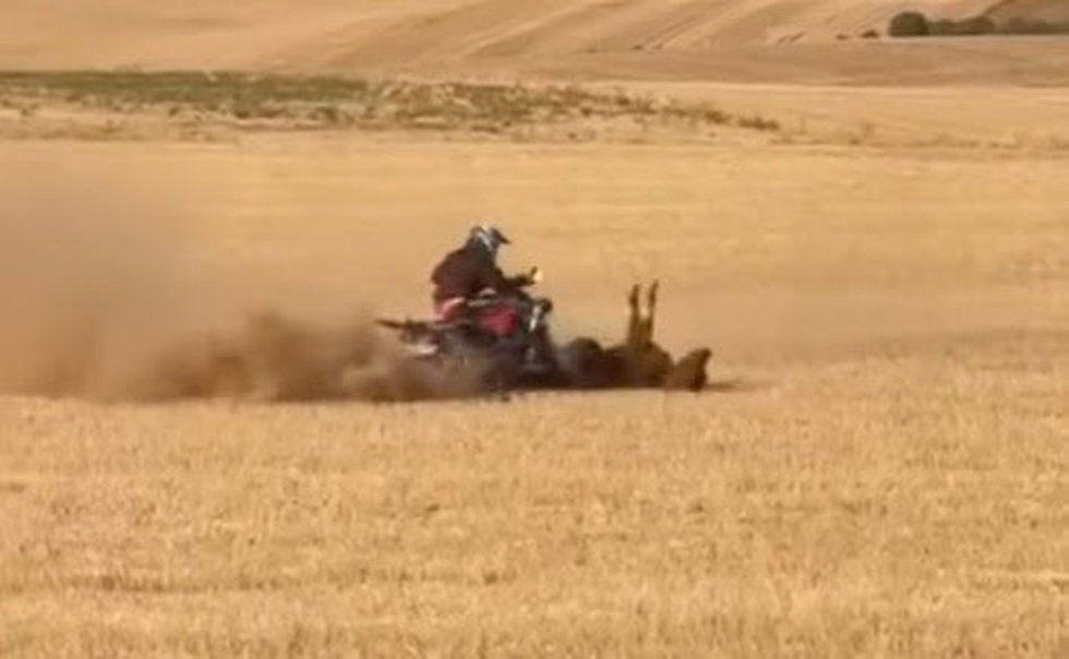 Vaquilla atropellada por un quad