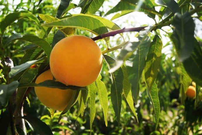 Archivo - Fruta