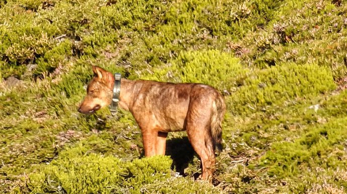 Perro en el monte en Asturias
