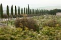 Consejo Regulador del Marco de Jerez pide a la Junta ampliar presupuesto de ayudas de reestructuración para el viñedo